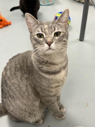 Freya, Adoptable, Young Female Domestic Short Hair & Domestic Short Hair.
