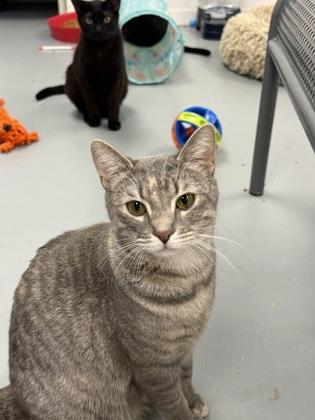 Freya, Adoptable, Young Female Domestic Short Hair & Domestic Short Hair.