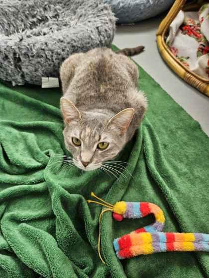 Enlarge Freya, a Adoptable mixed breed in Mount Pleasant, IA image 2/3