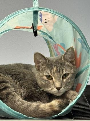 Enlarge Freya, a Adoptable mixed breed in Mount Pleasant, IA image 3/3