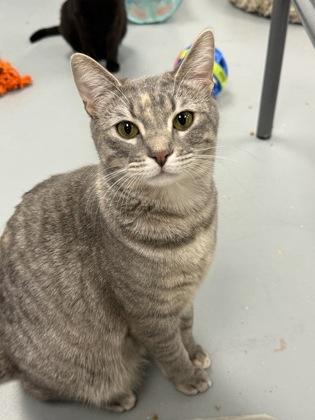 Freya, a Adoptable mixed breed in Mount Pleasant, IA image 3/3