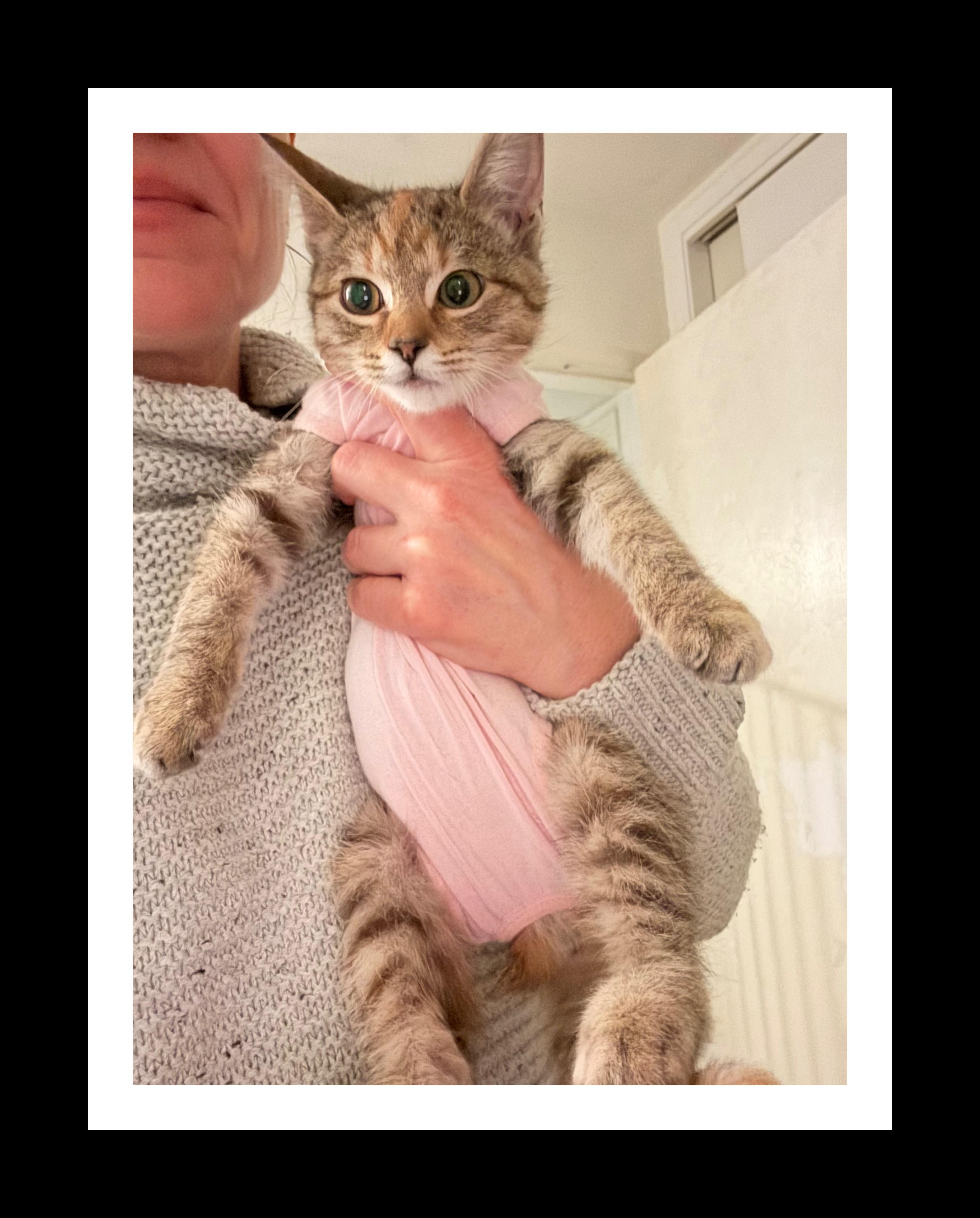 Enlarge Celeste, an adopted mixed breed in Springfield, MA image 2/3