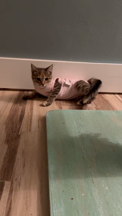 Enlarge Celeste, an adopted mixed breed in Springfield, MA video 1/3