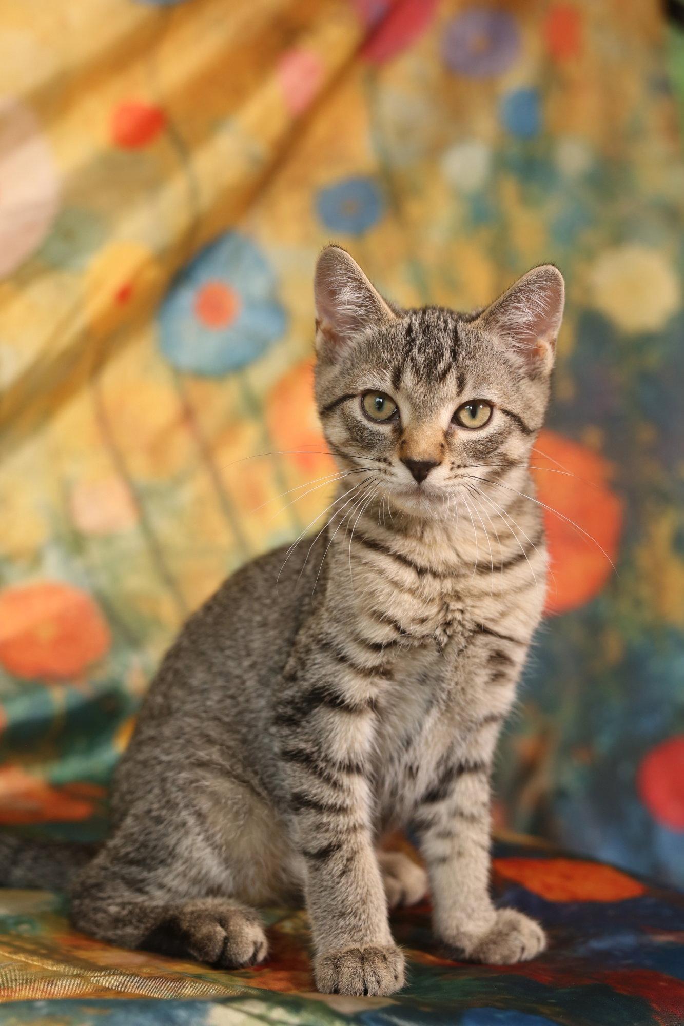 Riptide, Adoptable, Young Male Domestic Short Hair.