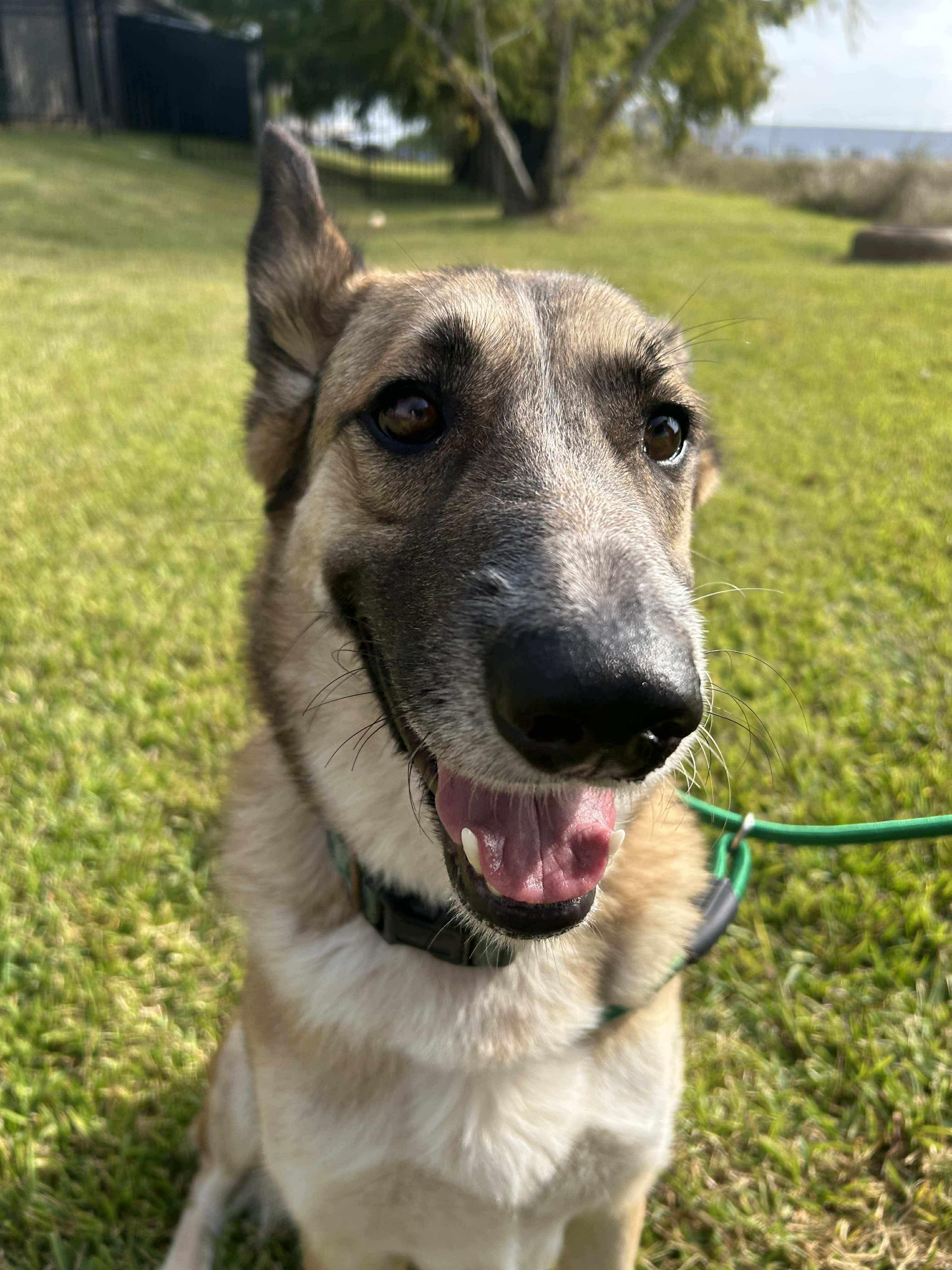 Abigale , ADOPTABLE, Adult Female Shepherd.