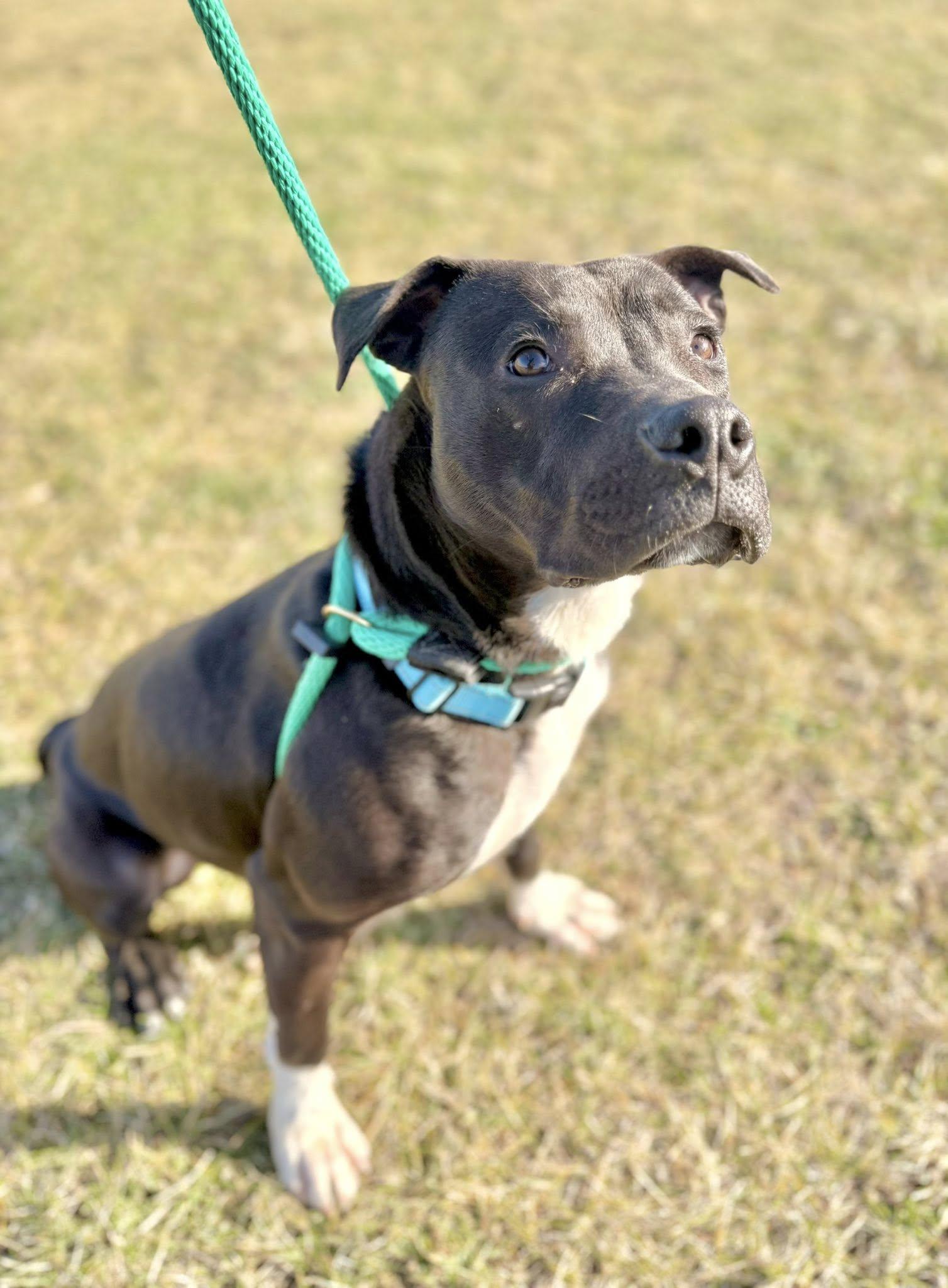 Enlarge Battenberg, a ADOPTABLE mixed breed in Cleveland, OH image 2/6
