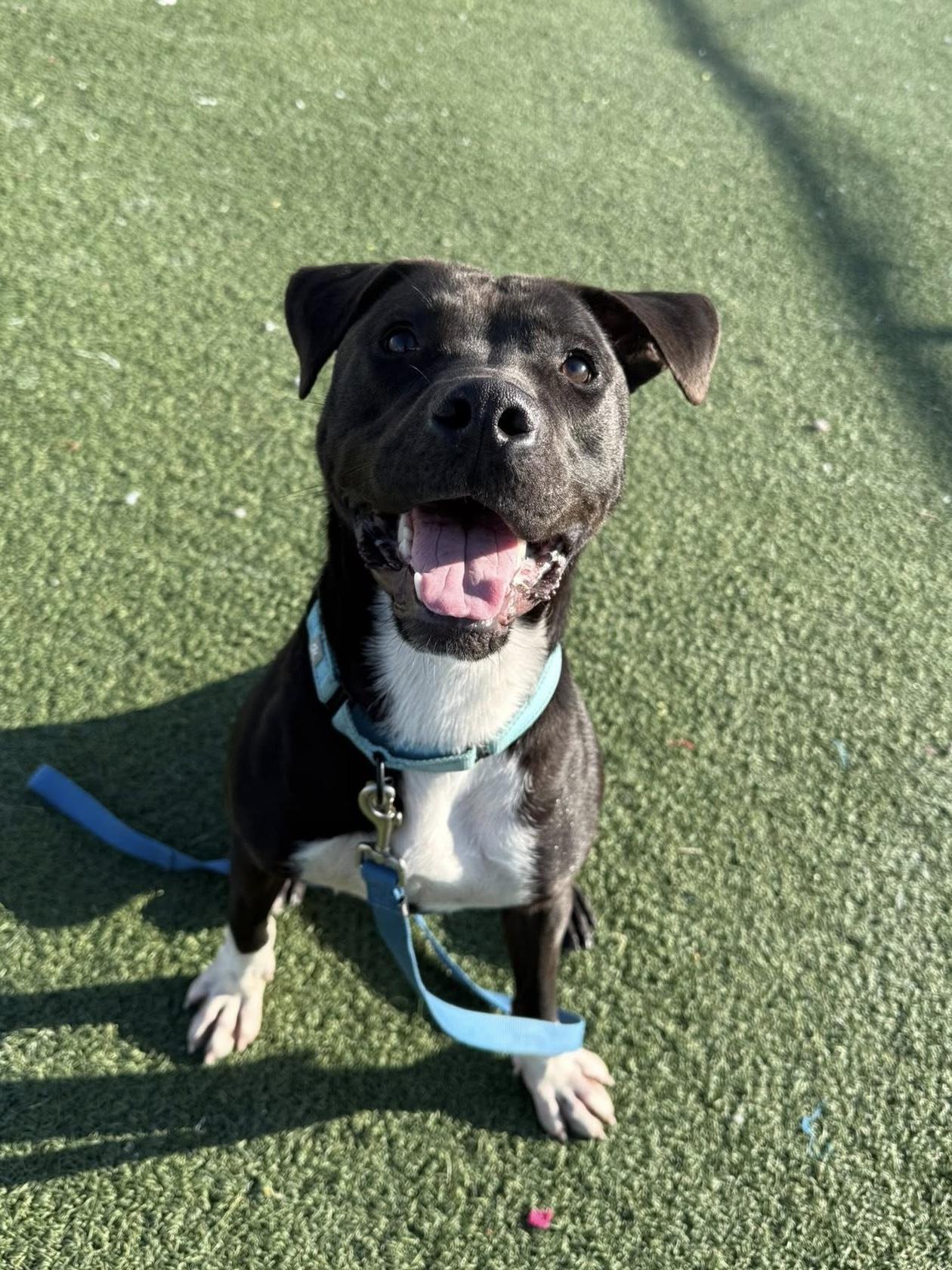 Enlarge Baxter, an adoptable mixed breed in Cleveland, OH image 3/6