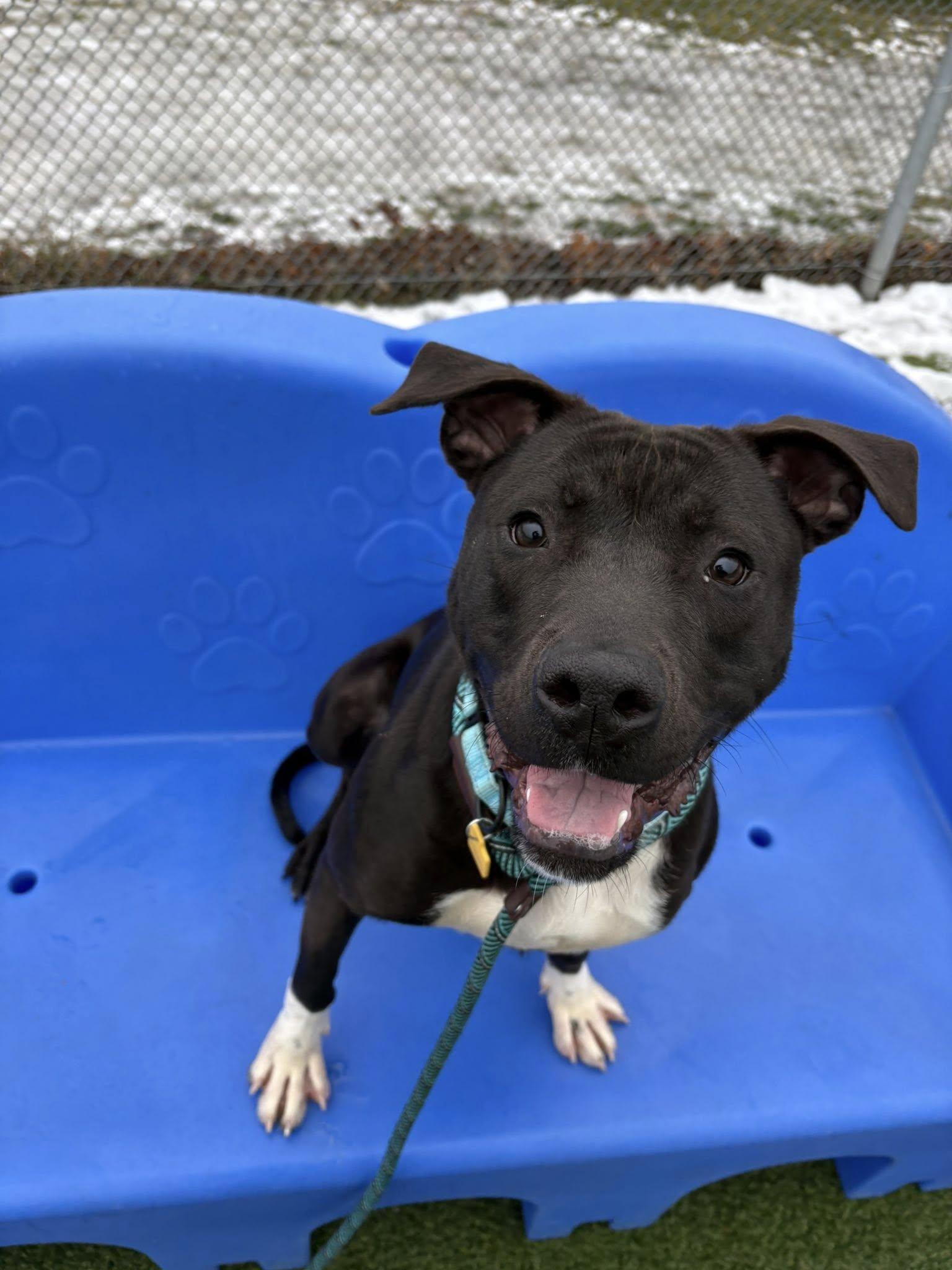 Enlarge Battenberg, a ADOPTABLE mixed breed in Cleveland, OH image 1/6