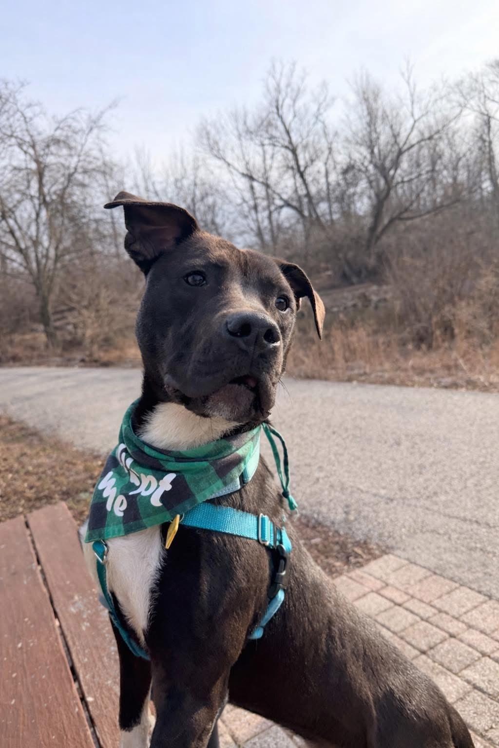 Enlarge Baxter, an adoptable mixed breed in Cleveland, OH image 5/6