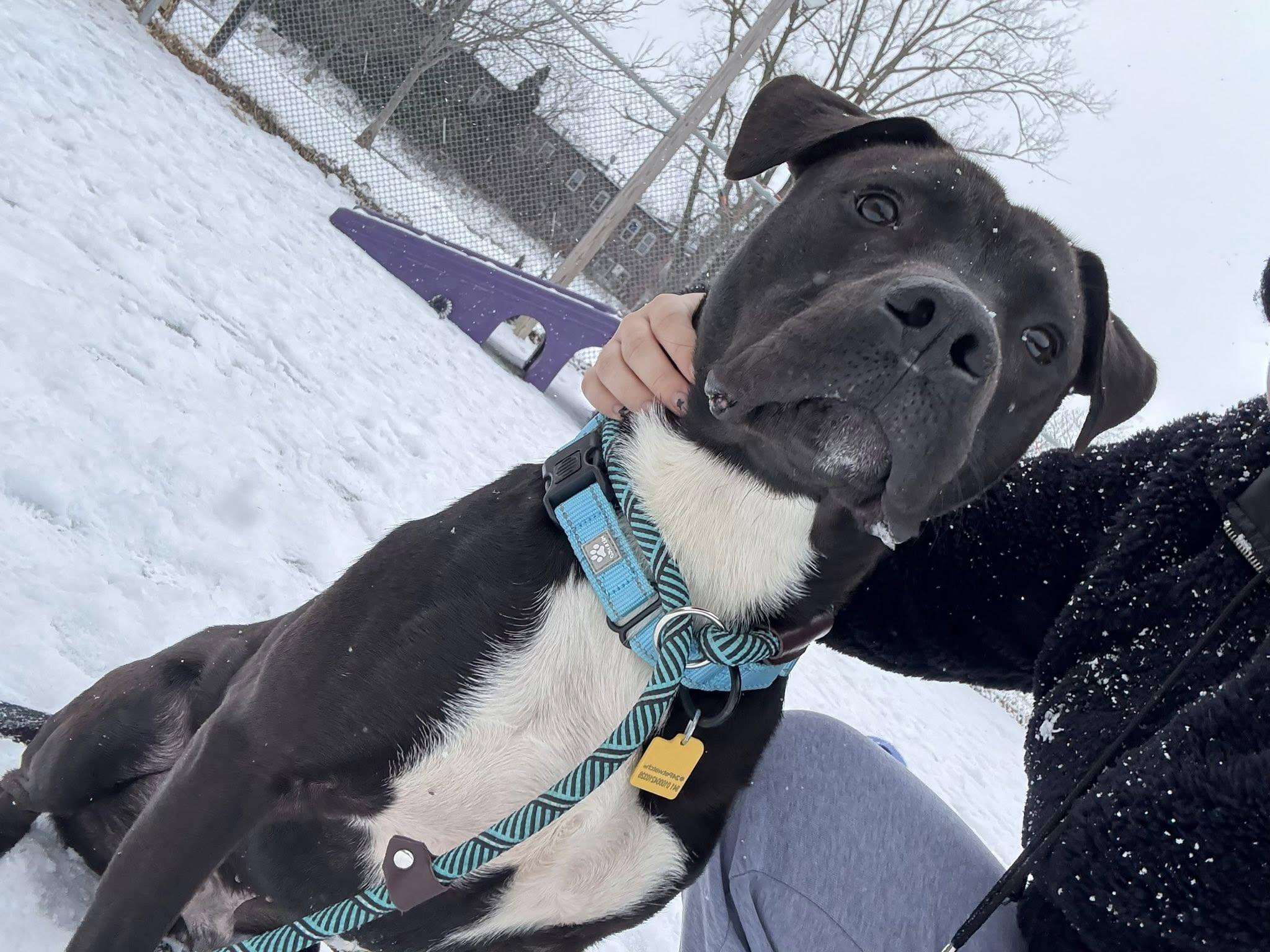 Enlarge Battenberg, a ADOPTABLE mixed breed in Cleveland, OH image 3/6