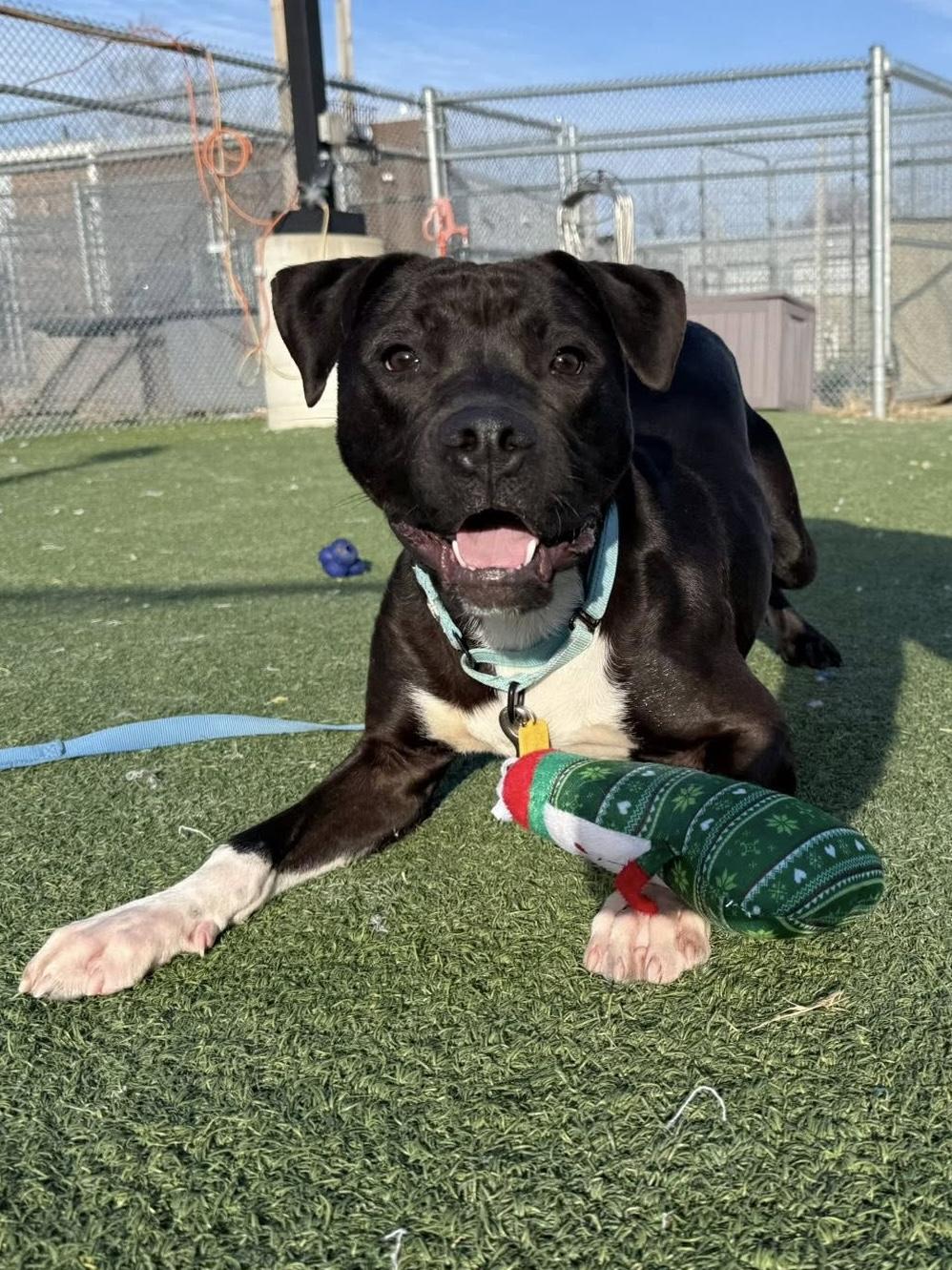 Battenberg, adoptable, Young Male Pit Bull Terrier.