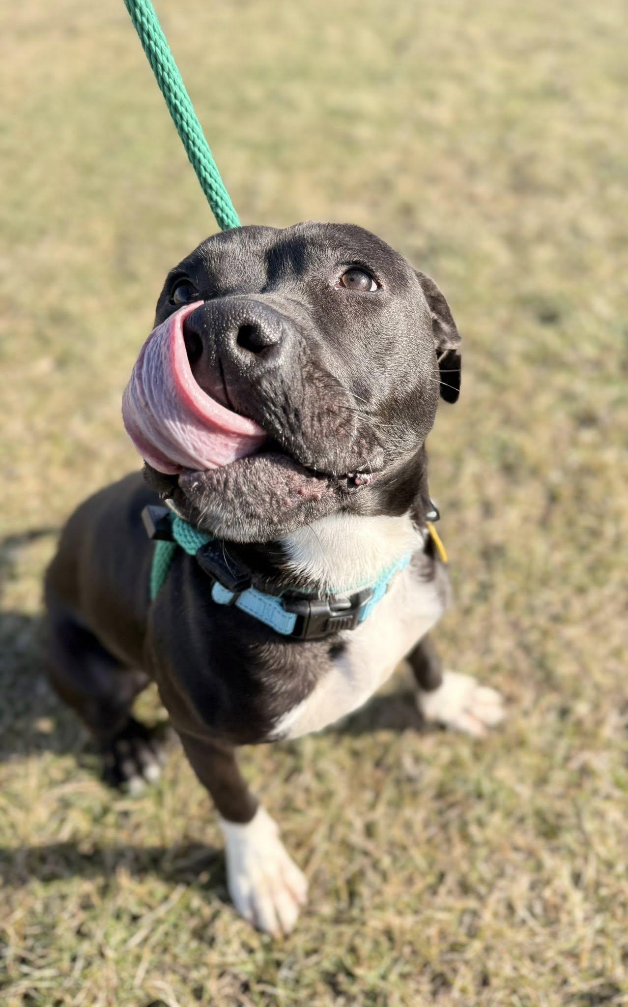 Enlarge Battenberg, a ADOPTABLE mixed breed in Cleveland, OH image 4/6
