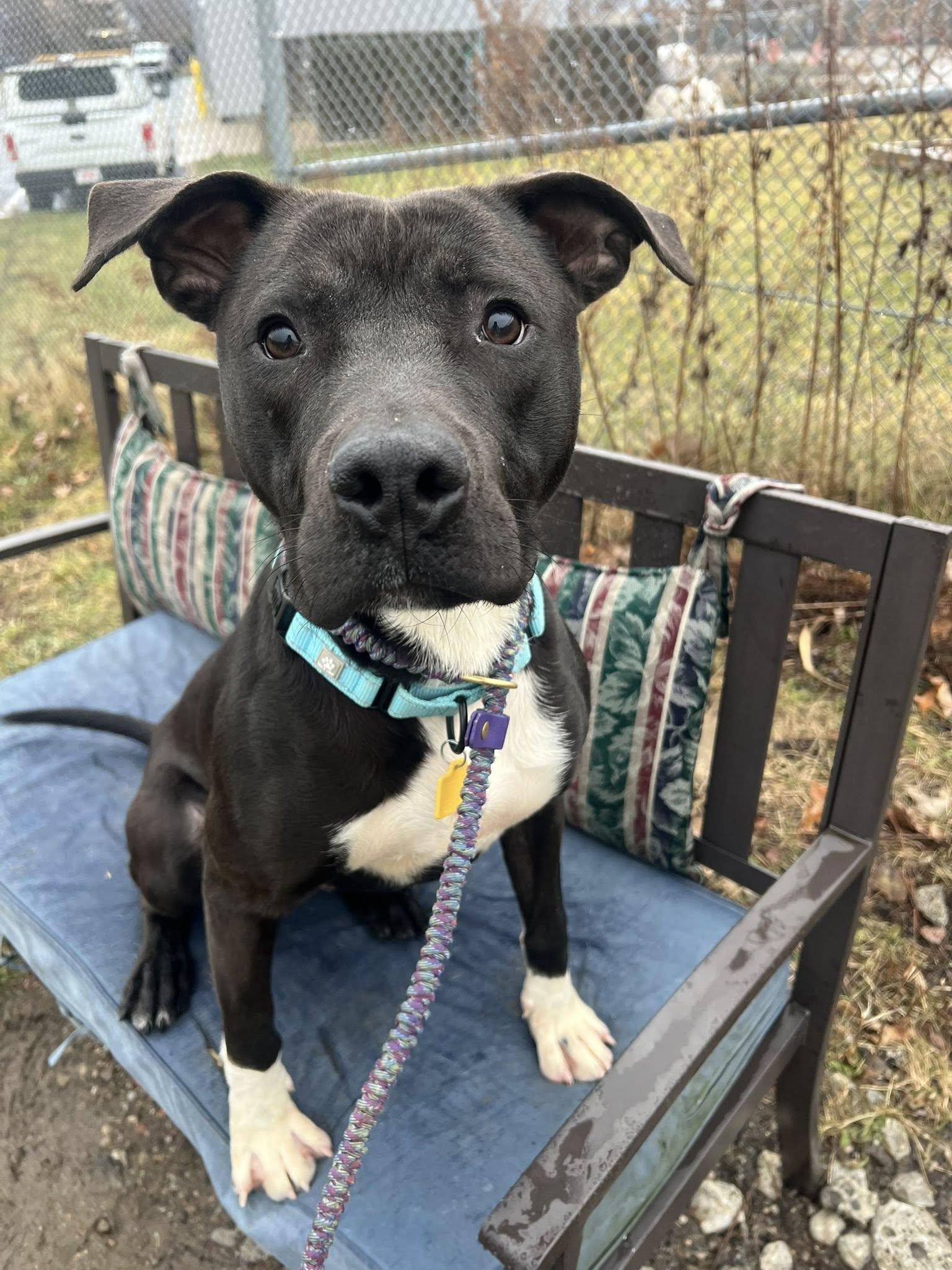 Enlarge Battenberg, a ADOPTABLE mixed breed in Cleveland, OH image 5/6