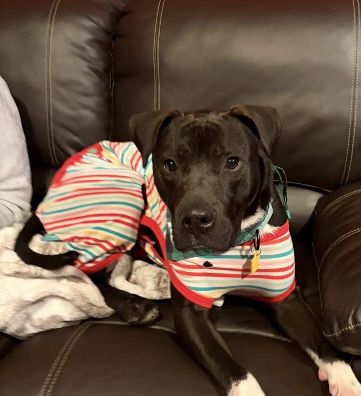 Enlarge Baxter, an adoptable mixed breed in Cleveland, OH image 4/6