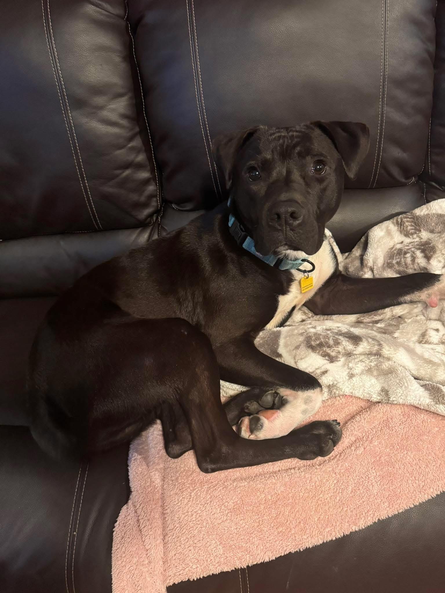 Enlarge Baxter, an adoptable mixed breed in Cleveland, OH image 6/6