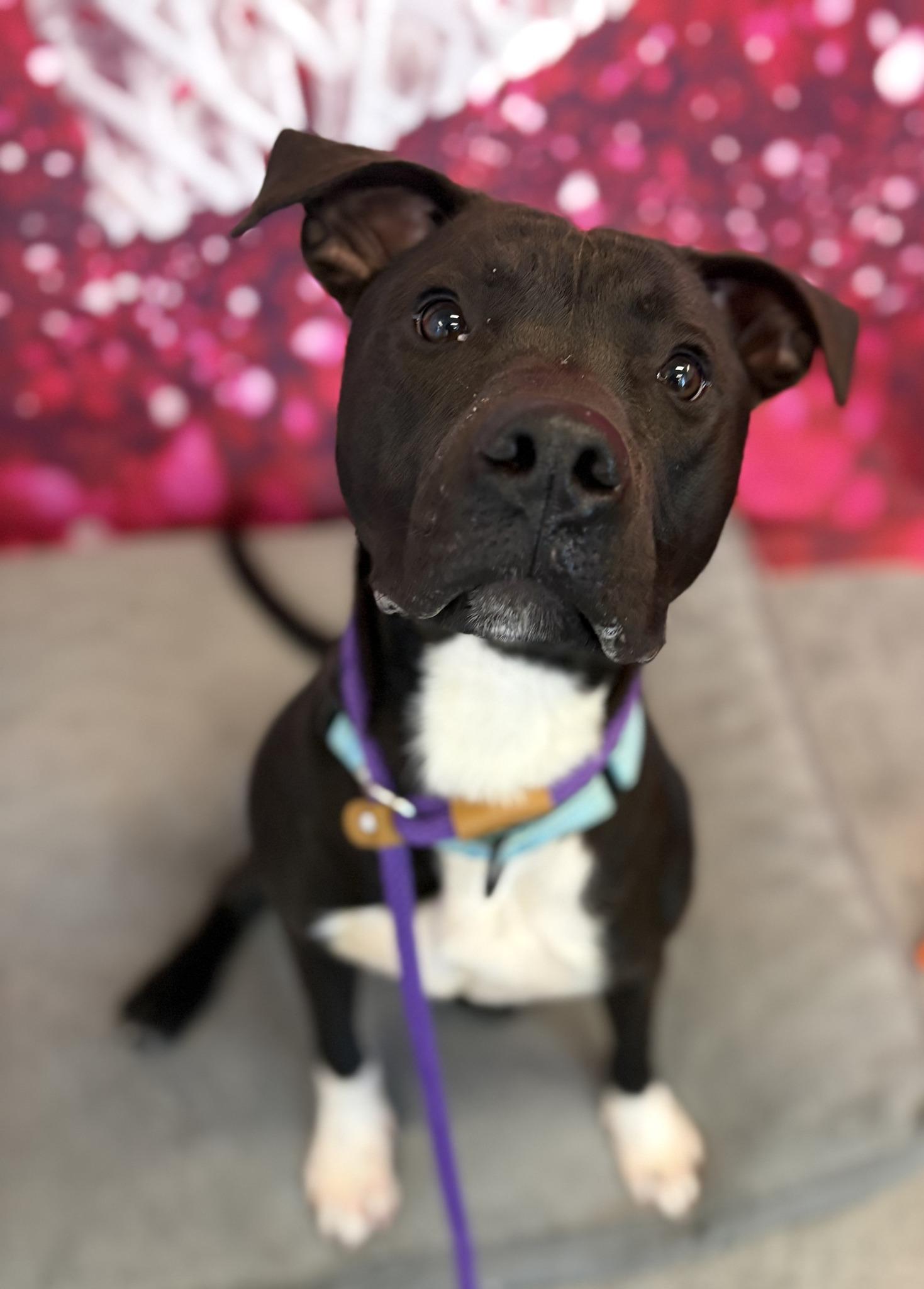 Enlarge Battenberg, a ADOPTABLE mixed breed in Cleveland, OH image 6/6