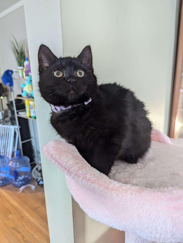 Raven, ADOPTABLE, Kitten Female Domestic Short Hair.