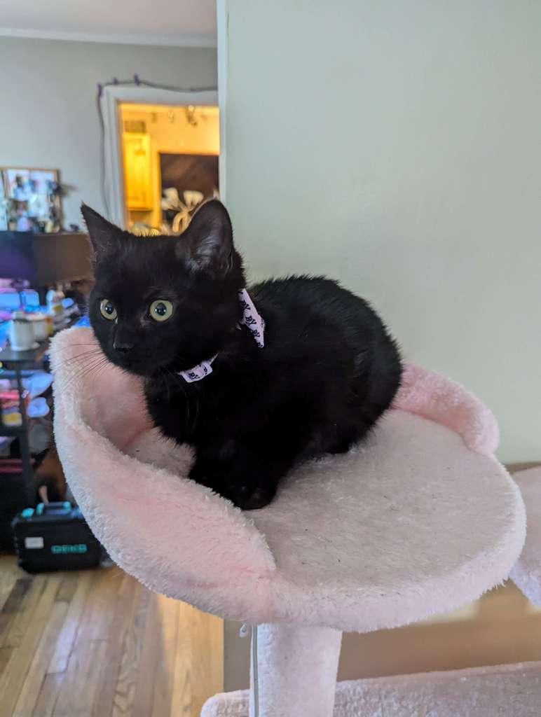 Enlarge Raven, a ADOPTABLE Domestic Short Hair in Richmond, KY image 3/3