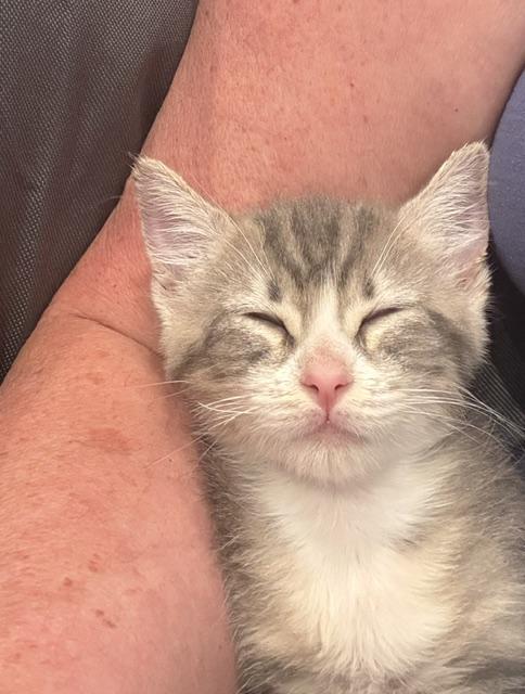 Tiki Kiti, adopted, Kitten Female Domestic Short Hair.