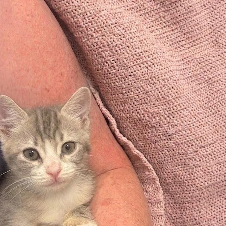 Tiki Kiti, an adopted Domestic Short Hair in Sedalia, CO image 2/3