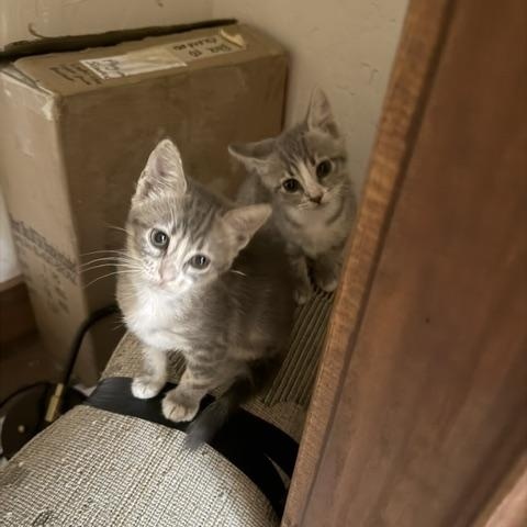 Tiki Kiti, an adopted Domestic Short Hair in Sedalia, CO image 3/3