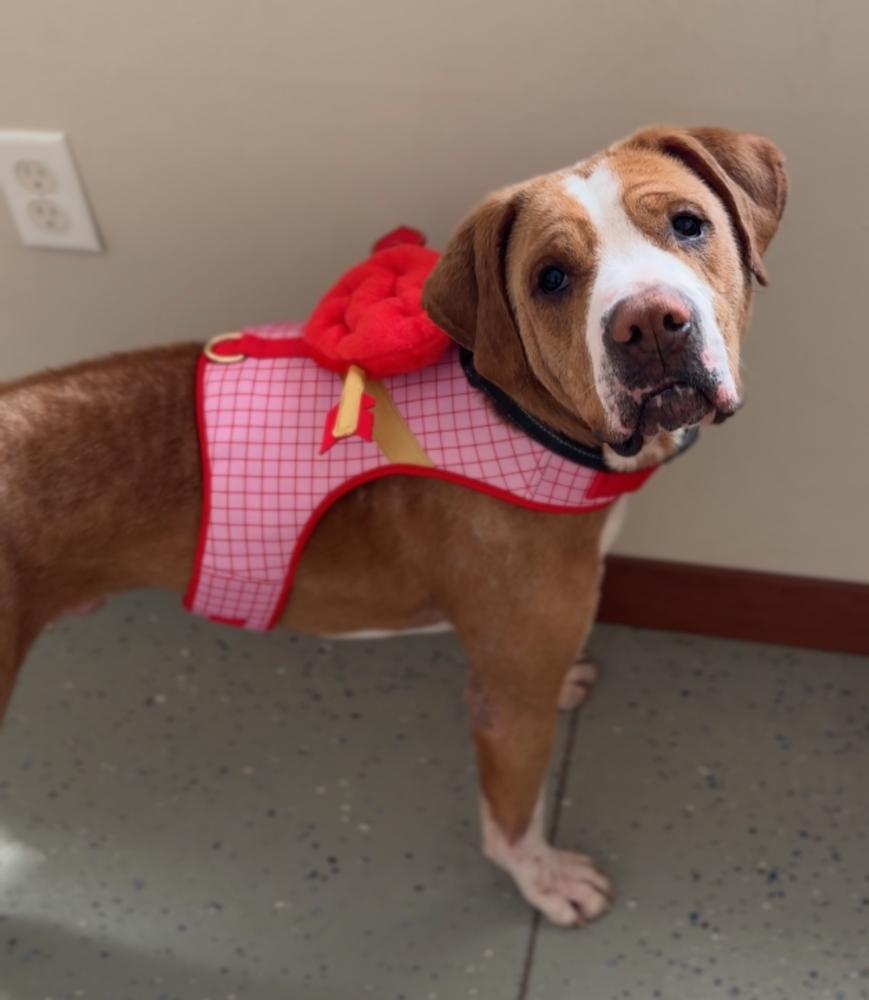 RUFUS: $0 Adoption Fee!, Adoptable, Adult Male Hound.