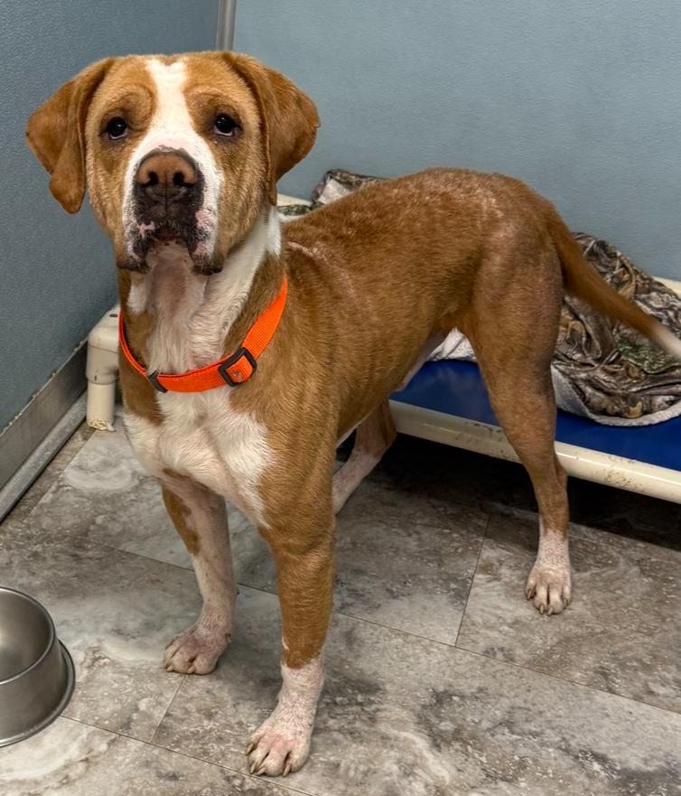 RUFUS: $0 Adoption Fee!, Adoptable, Adult Male Hound.