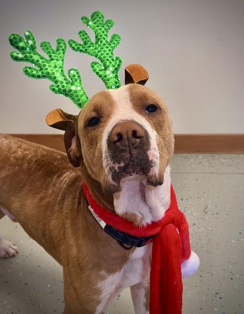 Enlarge RUFUS: $0 Adoption Fee!, a Adoptable mixed breed in Rochester, IN image 2/4