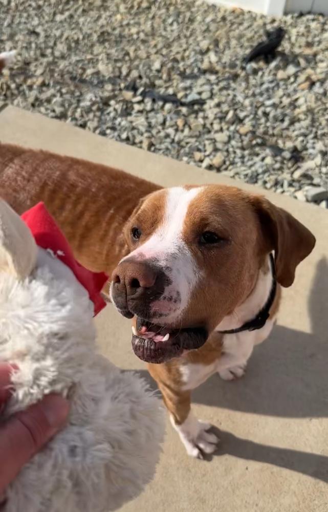 RUFUS: Longest Resident! $0 to Adopt + 1 yr of FREE Heartworm Prevention!, a Adoptable mixed breed in Rochester, IN image 3/6