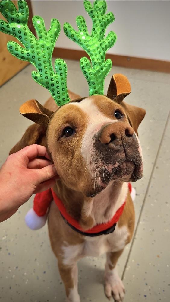 Enlarge RUFUS: $0 Adoption Fee!, a Adoptable mixed breed in Rochester, IN image 3/4