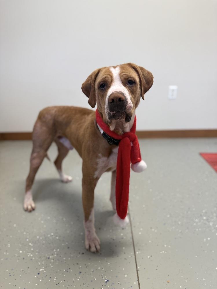 Enlarge RUFUS: $0 Adoption Fee!, a Adoptable mixed breed in Rochester, IN image 4/4