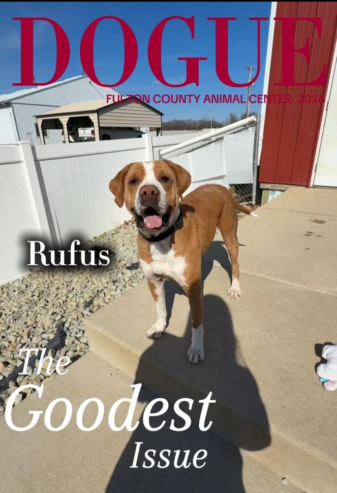 RUFUS: Longest Resident! $0 to Adopt + 1 yr of FREE Heartworm Prevention!, a Adoptable mixed breed in Rochester, IN image 5/6