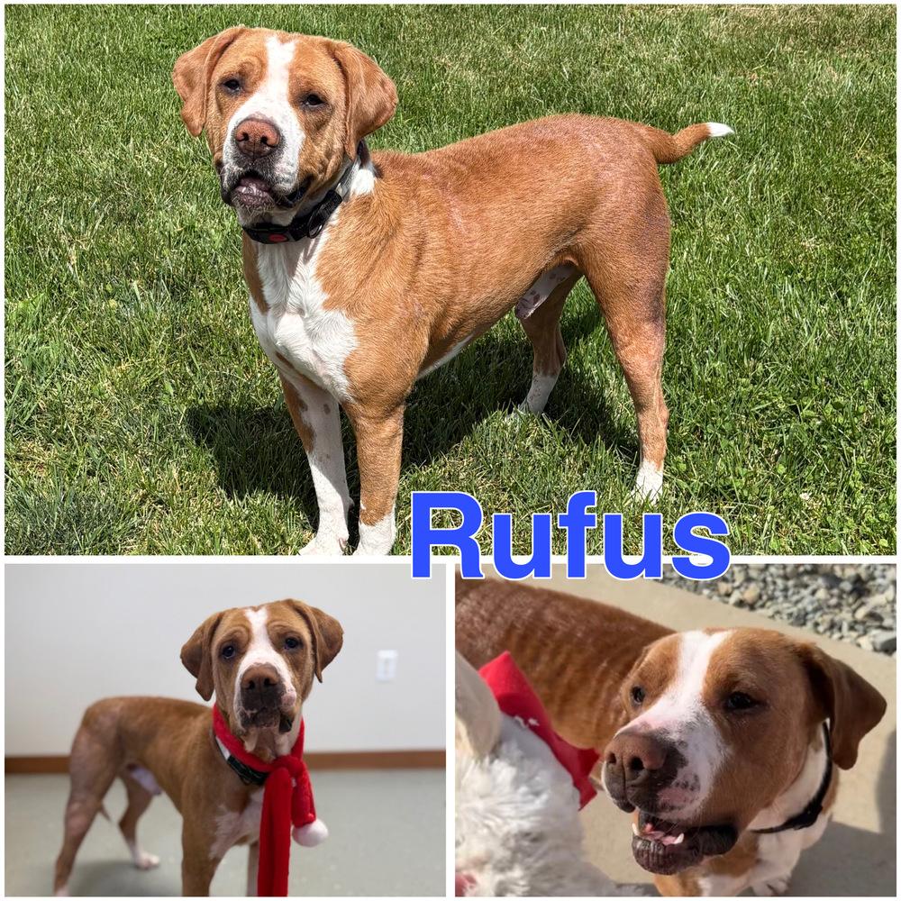 RUFUS: Longest Resident! $0 to Adopt + 1 yr of FREE Heartworm Prevention!, a Adoptable mixed breed in Rochester, IN image 4/6