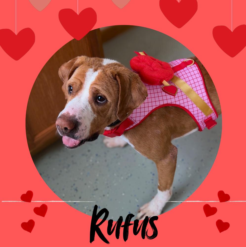 Enlarge RUFUS: $0 Adoption Fee!, a Adoptable mixed breed in Rochester, IN image 6/6