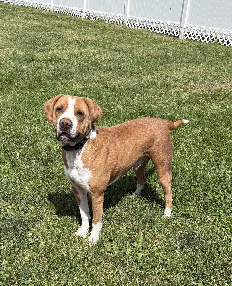 RUFUS: Longest Resident! $0 to Adopt + 1 yr of FREE Heartworm Prevention!, a Adoptable mixed breed in Rochester, IN image 6/6