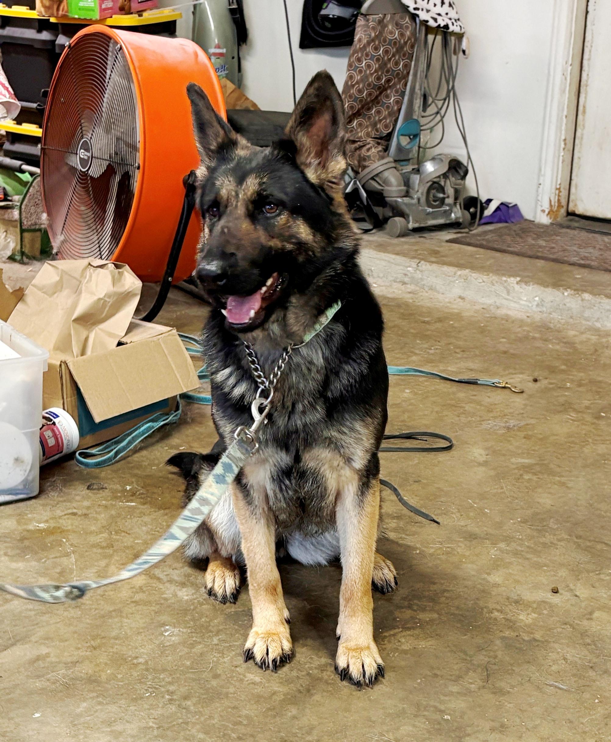 Enlarge GG (Garage Girl), an adopted German Shepherd Dog in Dallas, TX image 2/4