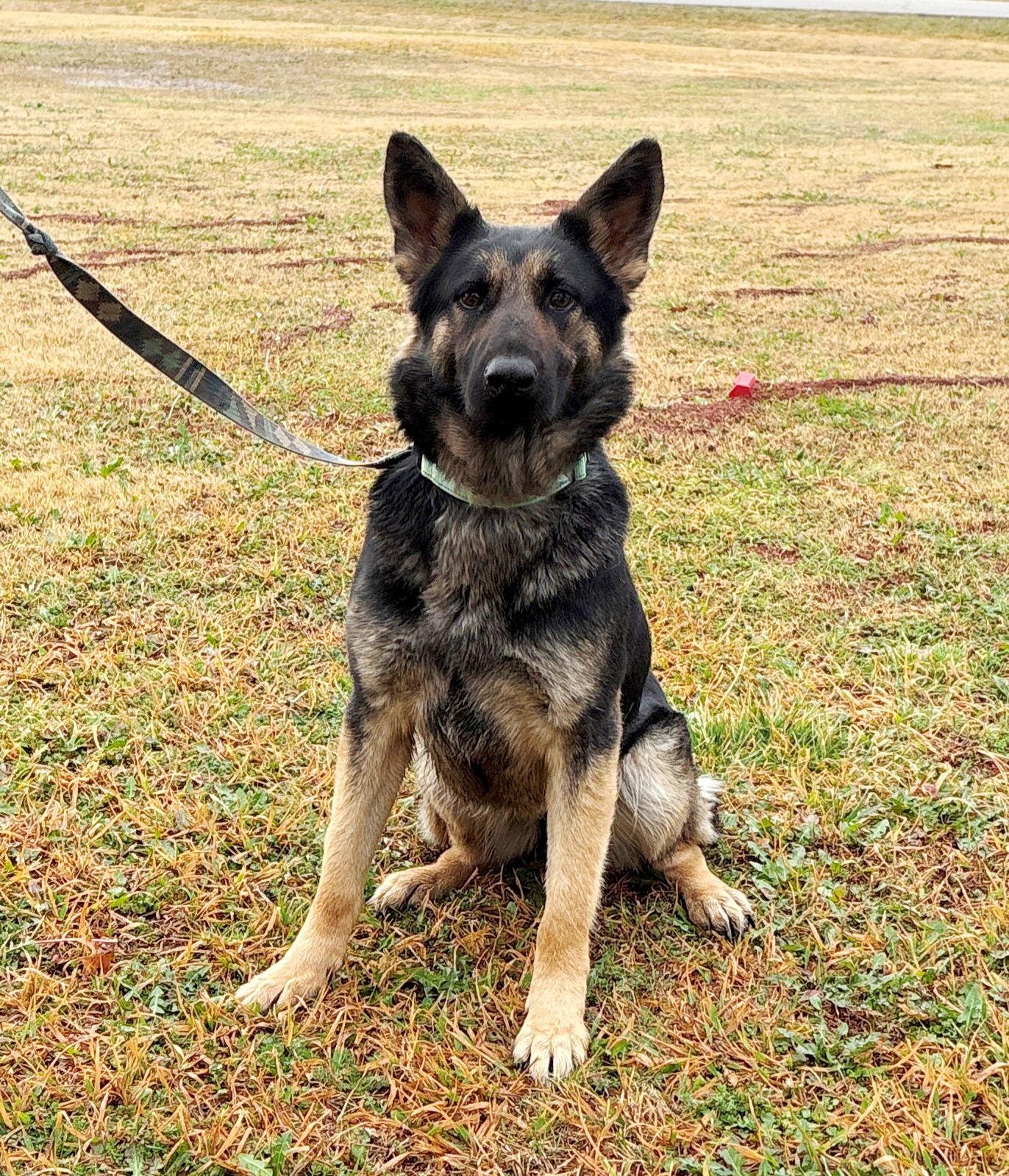 Enlarge GG (Garage Girl), an adopted German Shepherd Dog in Dallas, TX image 4/4