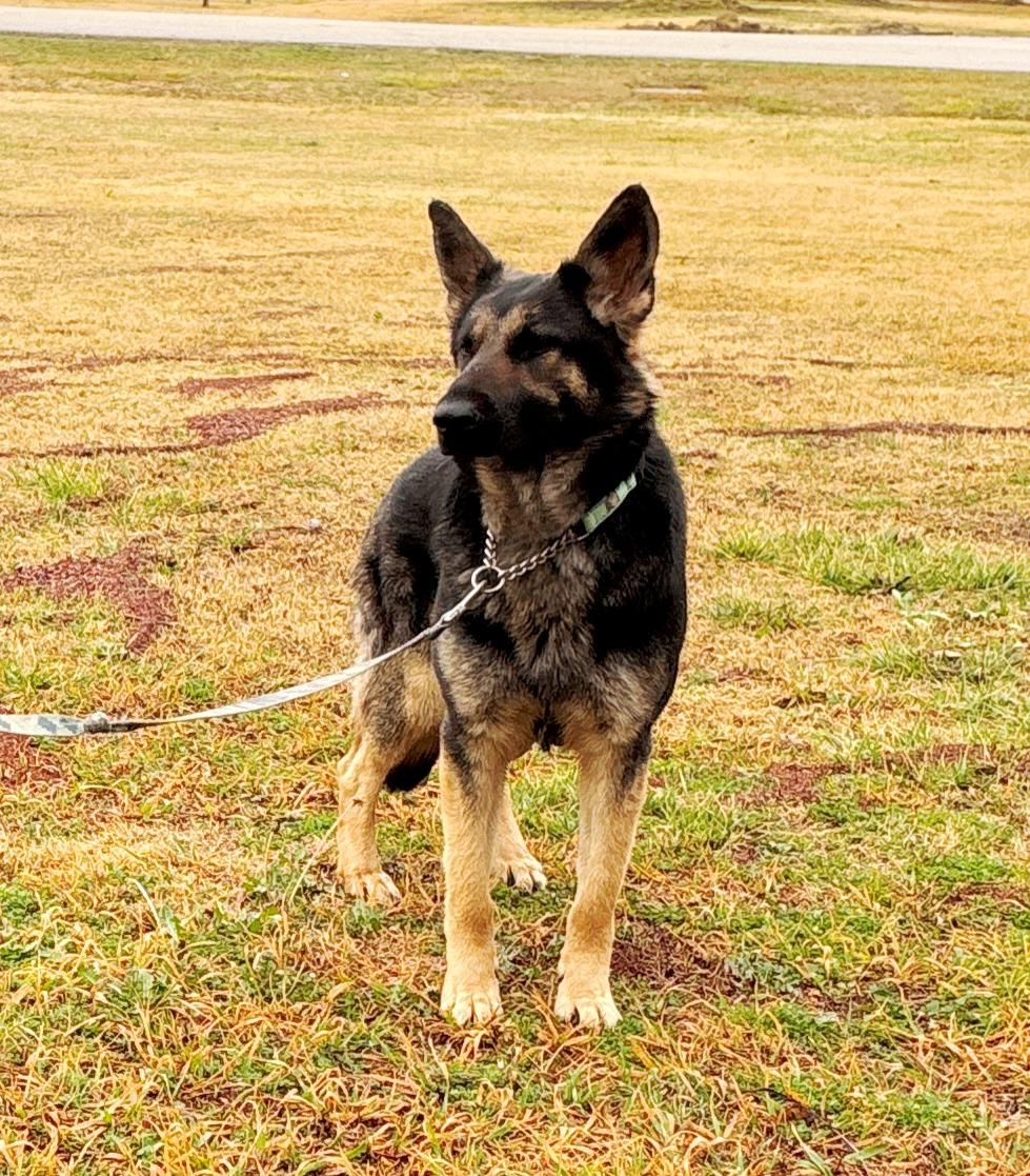 Enlarge GG (Garage Girl), an adopted German Shepherd Dog in Dallas, TX image 3/4