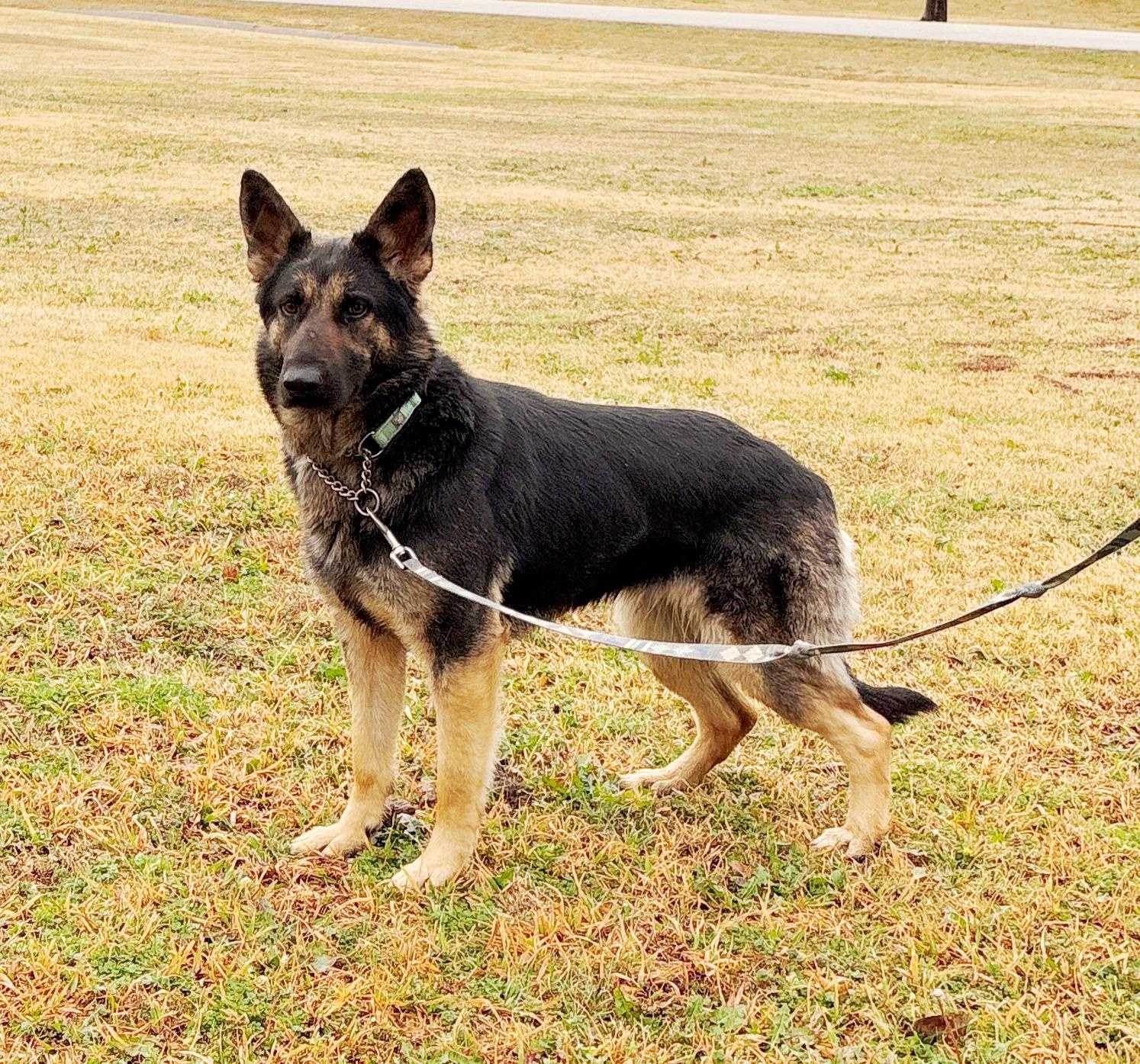 Enlarge GG (Garage Girl), an adopted German Shepherd Dog in Dallas, TX image 1/4