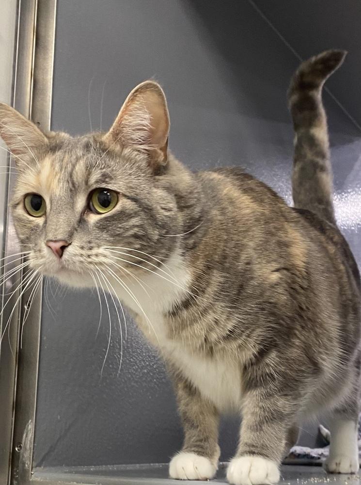 Enlarge Pepper Steak, a Adoptable Domestic Short Hair in Clarksville, TN image 1/2