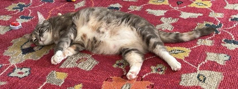 Enlarge Pepper Steak, a Adoptable Domestic Short Hair in Clarksville, TN image 2/6
