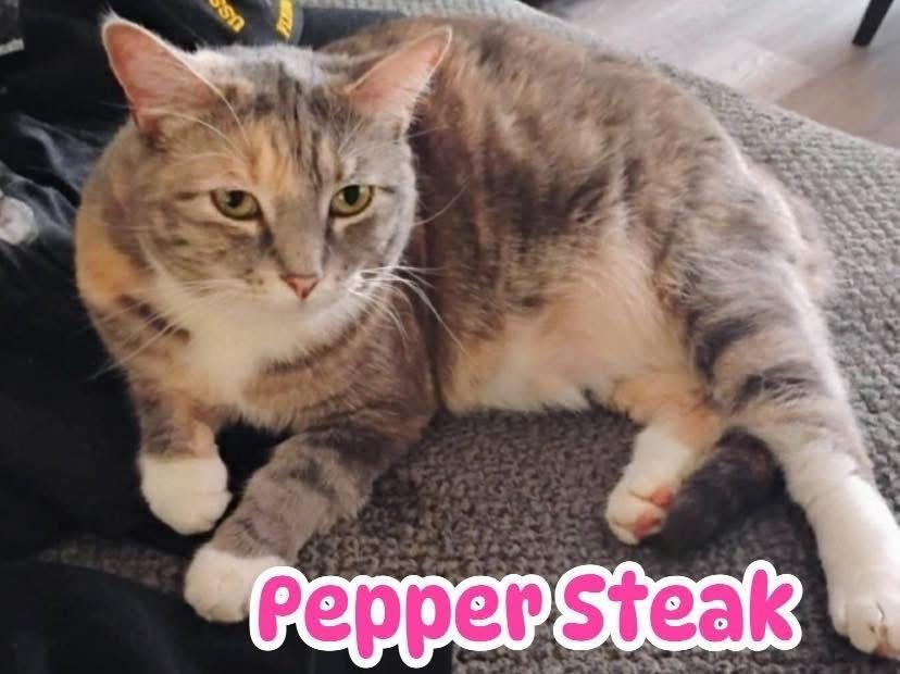 Enlarge Pepper Steak, a Adoptable Domestic Short Hair in Clarksville, TN image 2/2