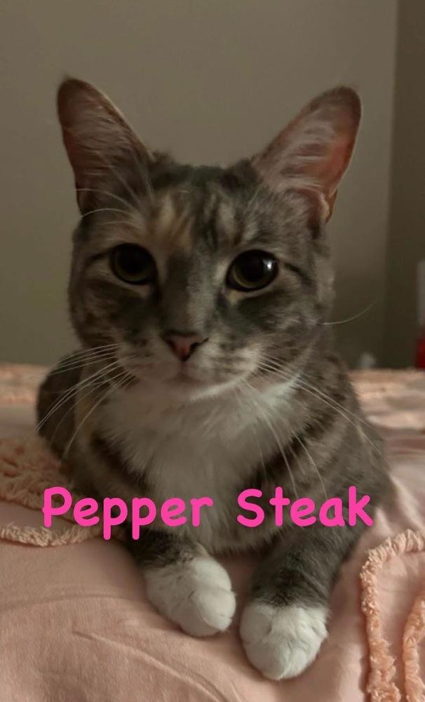 Enlarge Pepper Steak, a Adoptable Domestic Short Hair in Clarksville, TN image 4/6