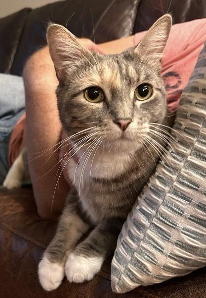 Enlarge Pepper Steak, a Adoptable Domestic Short Hair in Clarksville, TN image 3/4