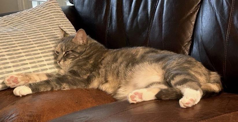 Enlarge Pepper Steak, a Adoptable Domestic Short Hair in Clarksville, TN image 4/4