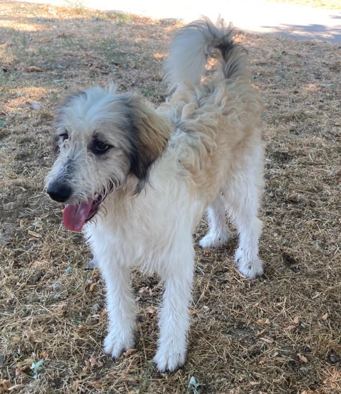 Enlarge SALLY, a Adoptable mixed breed in San Bernardino, CA image 1/1