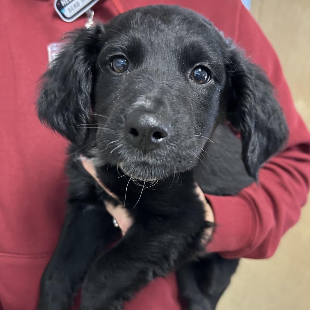 Enlarge Miss Girl/fauna, an adopted mixed breed in Franklin, NC image 1/1