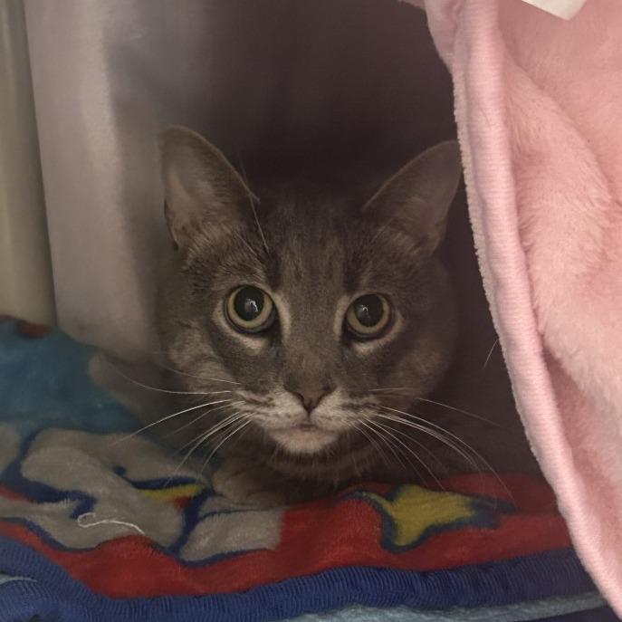 Sofia, Adoptable, Adult Female Domestic Short Hair & Mixed Breed.