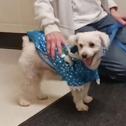 Charlie, adopted, Adult Male Poodle & Mixed Breed.