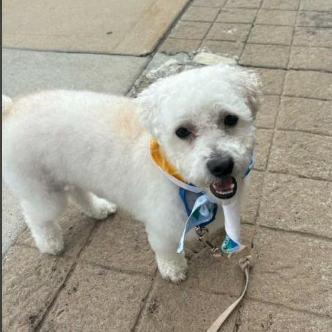 Enlarge Charlie, an adopted mixed breed in Barrington Hills, IL image 3/4